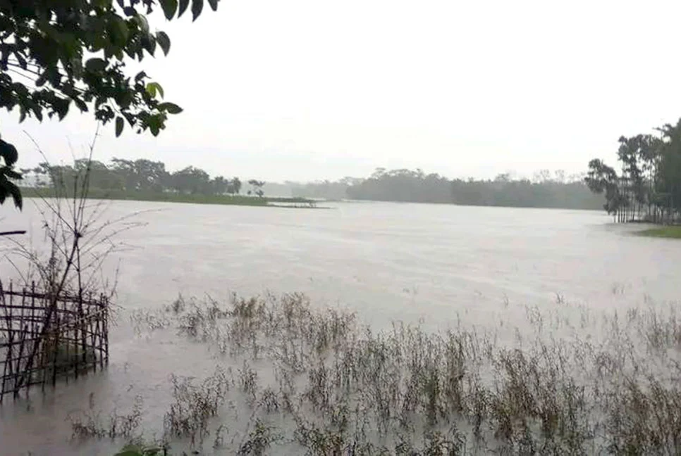 রিমালের প্রভাবে বিশ্বনাথে উপড়ে গেছে গাছপালা